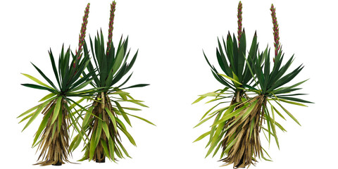 pine needles isolated on white empty background for make mockup