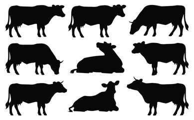 Set of jersey cow silhouettes in various poses. isolated vector on white background.
