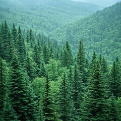 Fototapeta premium Dense Forest of Pine Trees on Forest Green Background