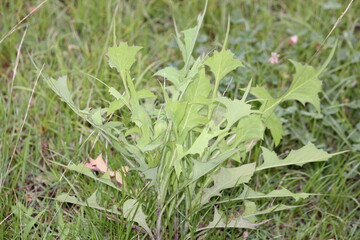 Image of the blooming royal azaleas on the Daecheongcheon Stream trail