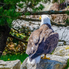 Portrait of a bald eagle (lat. haliaeetus leucocephalus) in Vancouver, Canada.