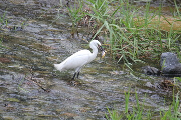 Image of a white heron searching for food on the Daecheongcheon Trail