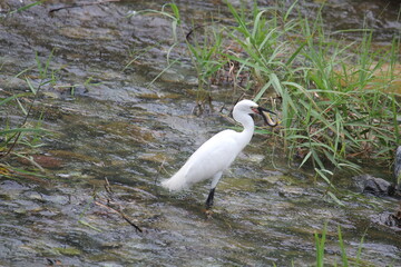 Image of a white heron searching for food on the Daecheongcheon Trail