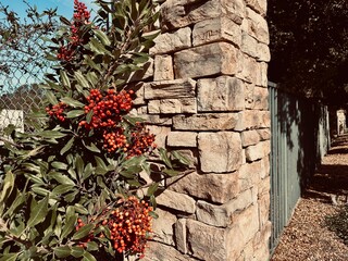A stone wall adorned with vibrant red holly berries, creating a warm and inviting natural scene.