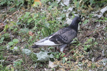Image of pigeons searching for food on the Daecheongcheon trail
