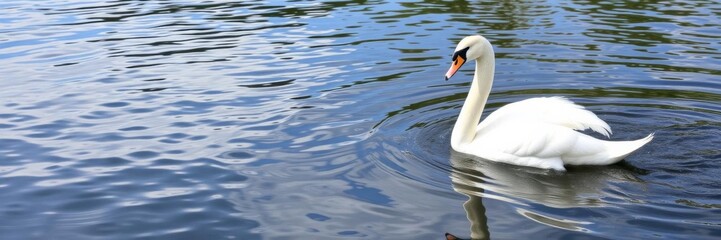 A majestic white swan gracefully floats on a peaceful lake next to a vibrant rainbow-colored wave in the center of the frame, floating, water, outdoors