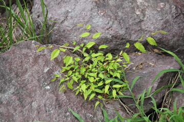 Image of Zelkova trees in bloom along the Daecheongcheon Stream Trail