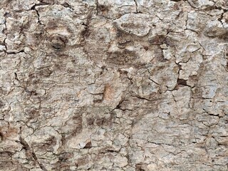 bark of a tree background texture 