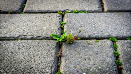 Obraz premium A resilient green plant pushing through the cracks of a gray stone path, a testament to the tenacity of nature.