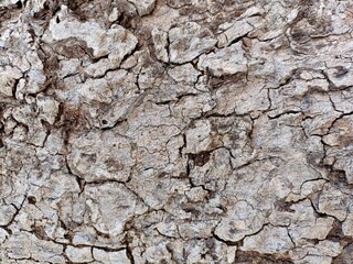 Obraz premium bark of tree texture background 