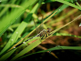 Wings of Tranquility: Dragonfly in the Garden