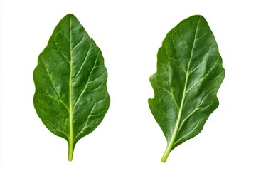 Fresh spinach leaves isolated on white background highlighting green texture