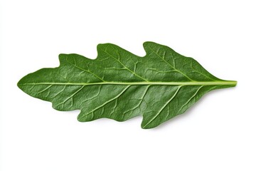 Obraz premium Detailed close-up of a vibrant green arugula leaf on white background