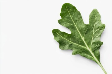 Close-up of a single green oak leaf on white background
