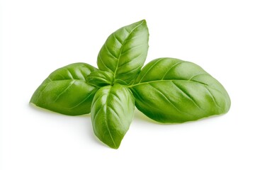 Fototapeta premium Fresh green basil leaves isolated on white background
