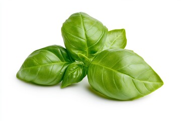 Fresh green basil leaves isolated on white background