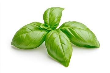 Fresh green basil leaves isolated on white background