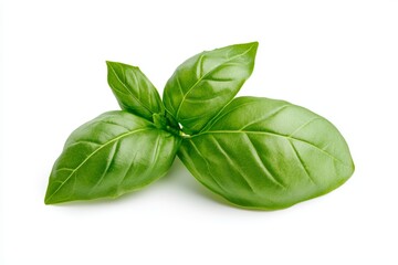 Fototapeta premium Fresh green basil leaves isolated on white background