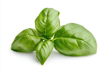 Fototapeta premium Fresh green basil leaves isolated on white background