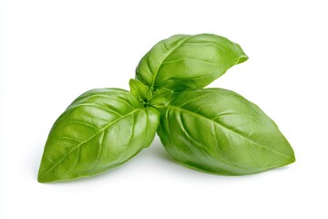 Fototapeta premium Fresh green basil leaves isolated on white background