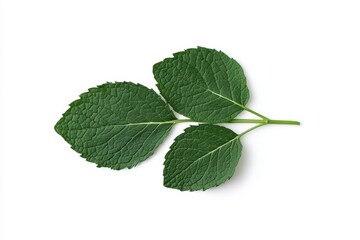 Fototapeta premium Three green mint leaves on white background