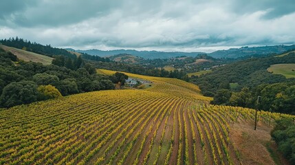 Fototapeta premium Aerial View of Picturesque Vineyard Nestled on a Rolling Hill under Dramatic Skies Ideal for Capturing Nature’s Beauty and Serene Landscapes with Lush Greenery