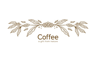 coffee plant border divider decoration hand drawn