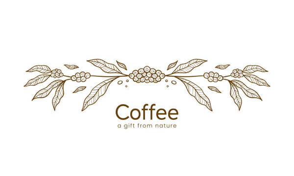 coffee plant border divider decoration hand drawn