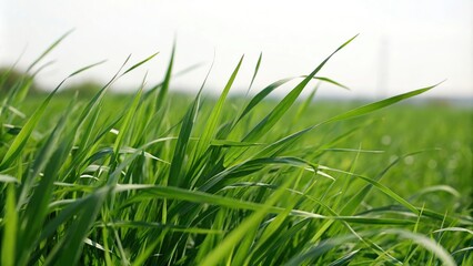 Naklejka premium A close-up shot of the lush green grass, highlighting its texture and depth, with a few blades swaying gently in the breeze, natural fibers, plant details