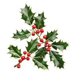 Amazing Holly Isolated On White Background 