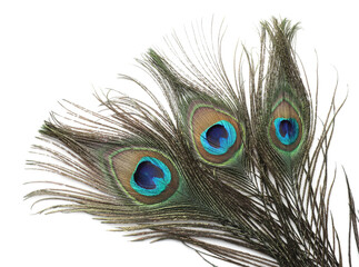 Obraz premium Three beautiful peacock feathers isolated on white