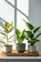 Fototapeta premium Three potted houseplants on a wooden tray, placed in a sunlit room with white walls and shadows.
