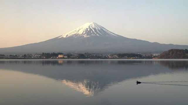 湖に映る朝陽に赤く染まる富士山が映る湖に浮かぶ水鳥とさざ波、固定撮影