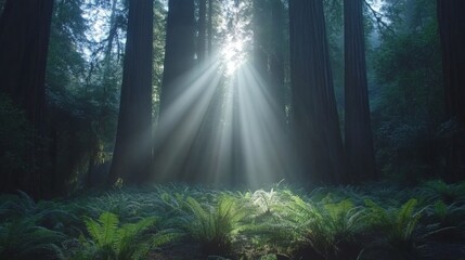 Obraz premium Sunbeams Piercing Through a Dense Redwood Forest