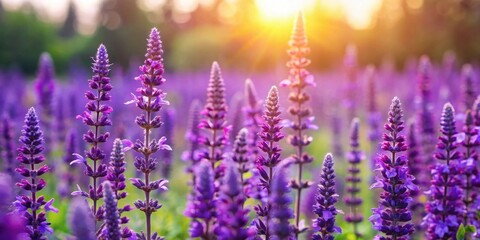 Fototapeta premium Purple flowering salvia plant in a field on a sunny spring day, purple, flowering, salvia, plant, green, leaves, grassy field