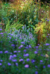 Garden, meadow and purple flowers outdoor with nature, environment and field in spring. Plants, lawn and bloom in yard with floral growth, backyard and botanical with leaves and blossom in grass