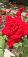Fototapeta premium Vibrant closeup of a red rose bloom in a garden setting, nature, beautiful