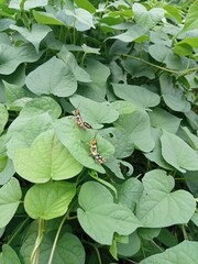Grasshopper on the leaf