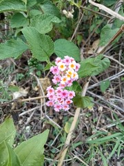 Lantana plant