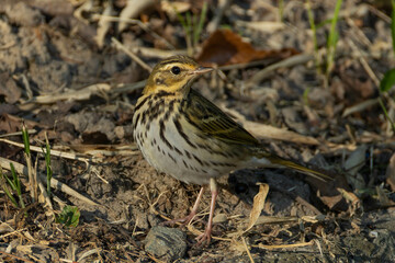 後ろを振り返るビンズイ