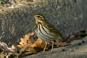 縁石を見つめるビンズイ