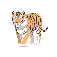 Obraz premium Striped tiger walking confidently in a natural pose with vibrant orange and black colors