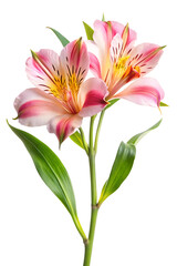 pink lily isolated on white