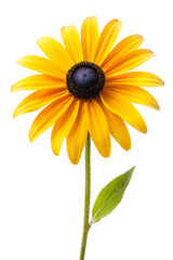 Obraz premium sunflower isolated on white