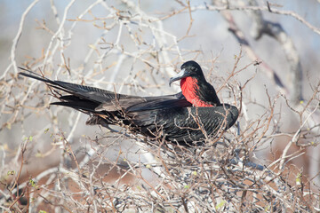 Closeup of a magnificent frigate bird in Galapagos