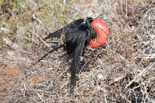 Closeup of a magnificent frigate bird in Galapagos