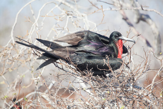 Closeup of a magnificent frigate bird in Galapagos