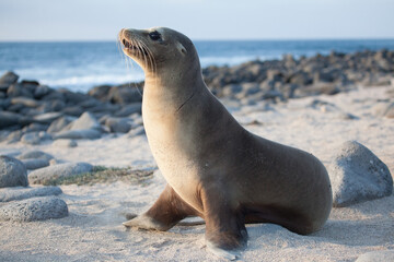 Obraz premium Galapagos sea lion profile with the shoreline behind.