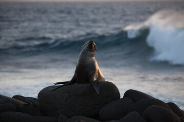 Sea Lion yawning or roaring with breaking waves in the background on the coast of Galapagos Islands