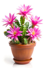 pink flower in a pot
